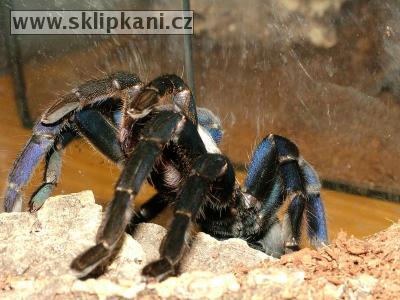 Haplopelma_lividum