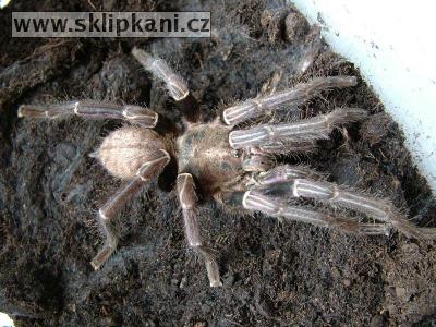 Haplopelma_lividum