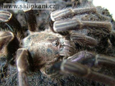 Haplopelma_lividum