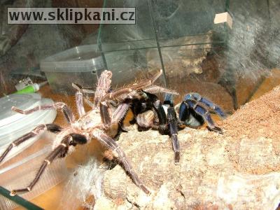 Haplopelma_lividum