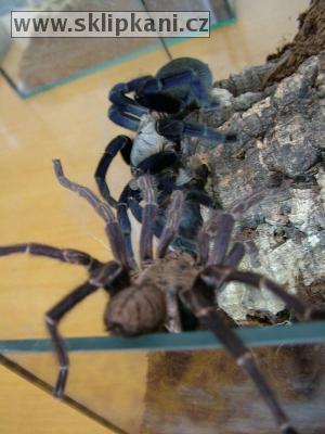 Haplopelma_lividum