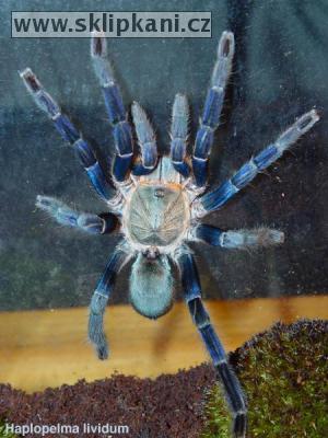 Haplopelma_lividum