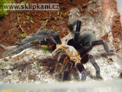 Haplopelma_lividum