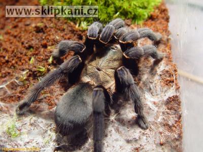 Haplopelma_lividum