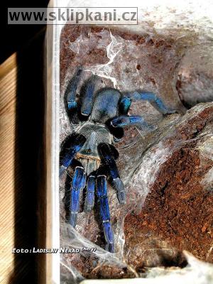 Haplopelma_lividum