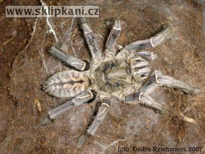 Haplopelma-longipes