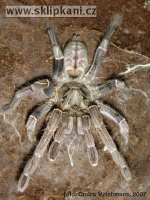 Haplopelma-longipes