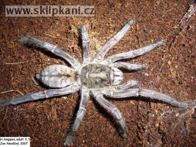 Haplopelma-longipes