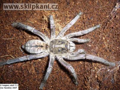 Haplopelma_longipes