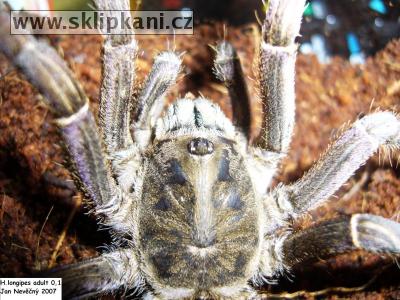 Haplopelma-longipes