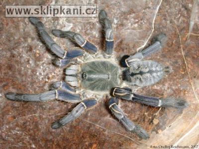 Haplopelma-longipes