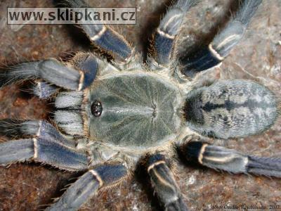 Haplopelma-longipes