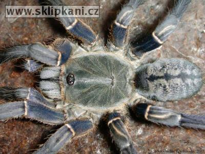 Haplopelma_longipes