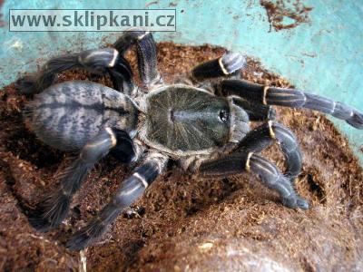 Haplopelma-longipes
