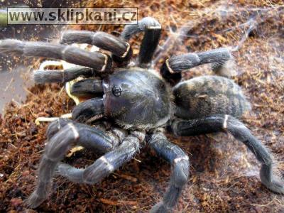 Haplopelma-longipes