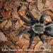 Haplopelma minax