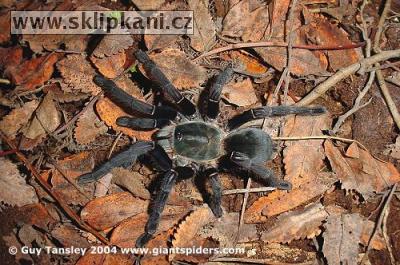 Haplopelma_minax