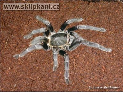 Haplopelma-minax