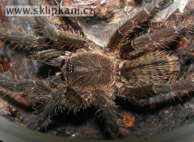 Haplopelma_minax