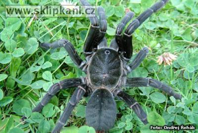 Haplopelma-minax