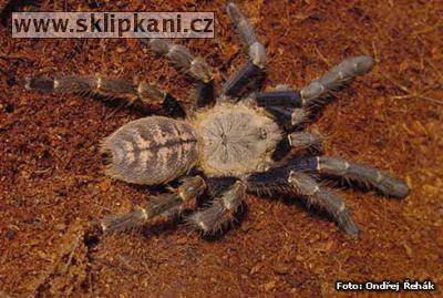 Haplopelma-robustum