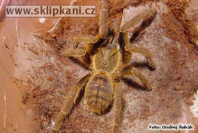 Haplopelma_schmidti