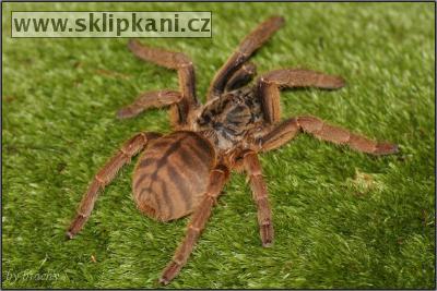 Haplopelma_schmidti