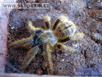 Haplopelma-schmidti