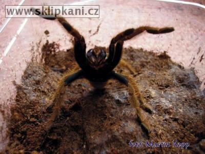 Haplopelma-schmidti