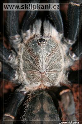 Haplopelma_schmidti