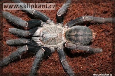 Haplopelma_schmidti