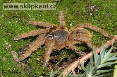 Haplopelma_schmidti