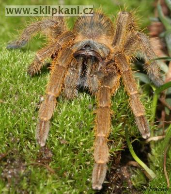 Haplopelma_schmidti