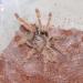 Haplopelma schmidti