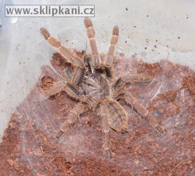 Haplopelma_schmidti