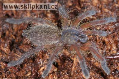 Harpactira-pulchripes