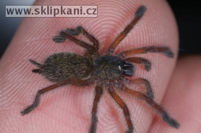 Harpactira_pulchripes