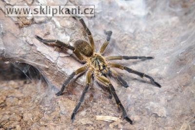 Harpactira_pulchripes