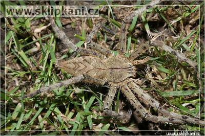 Heteropoda_boiei