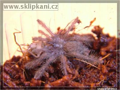 Heteroscodra-maculata