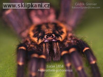 Heterothele-gabonensis