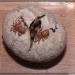 Hysterocrates gigas