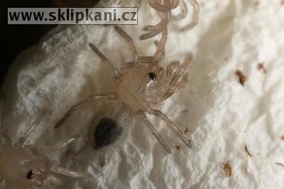 Avicularia_brunnipes