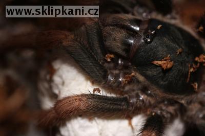 Kochiana_brunnipes