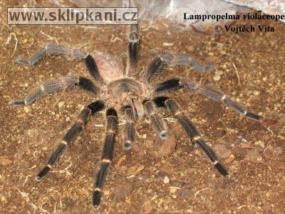 Lampropelma_violaceopes