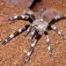 Lasiodora cristata