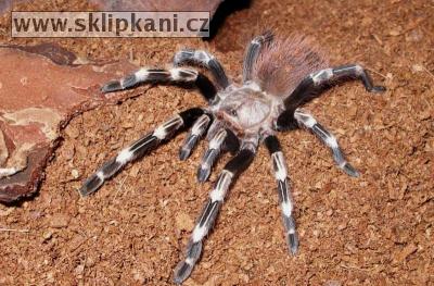 Lasiodora_cristata