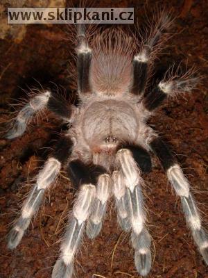 Lasiodora_cristata