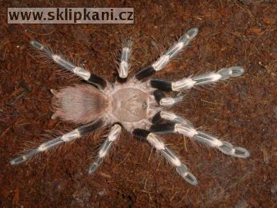 Lasiodora_cristata