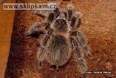 Lasiodora_difficilis